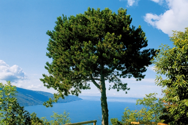 Hotel Astra (Tignale)